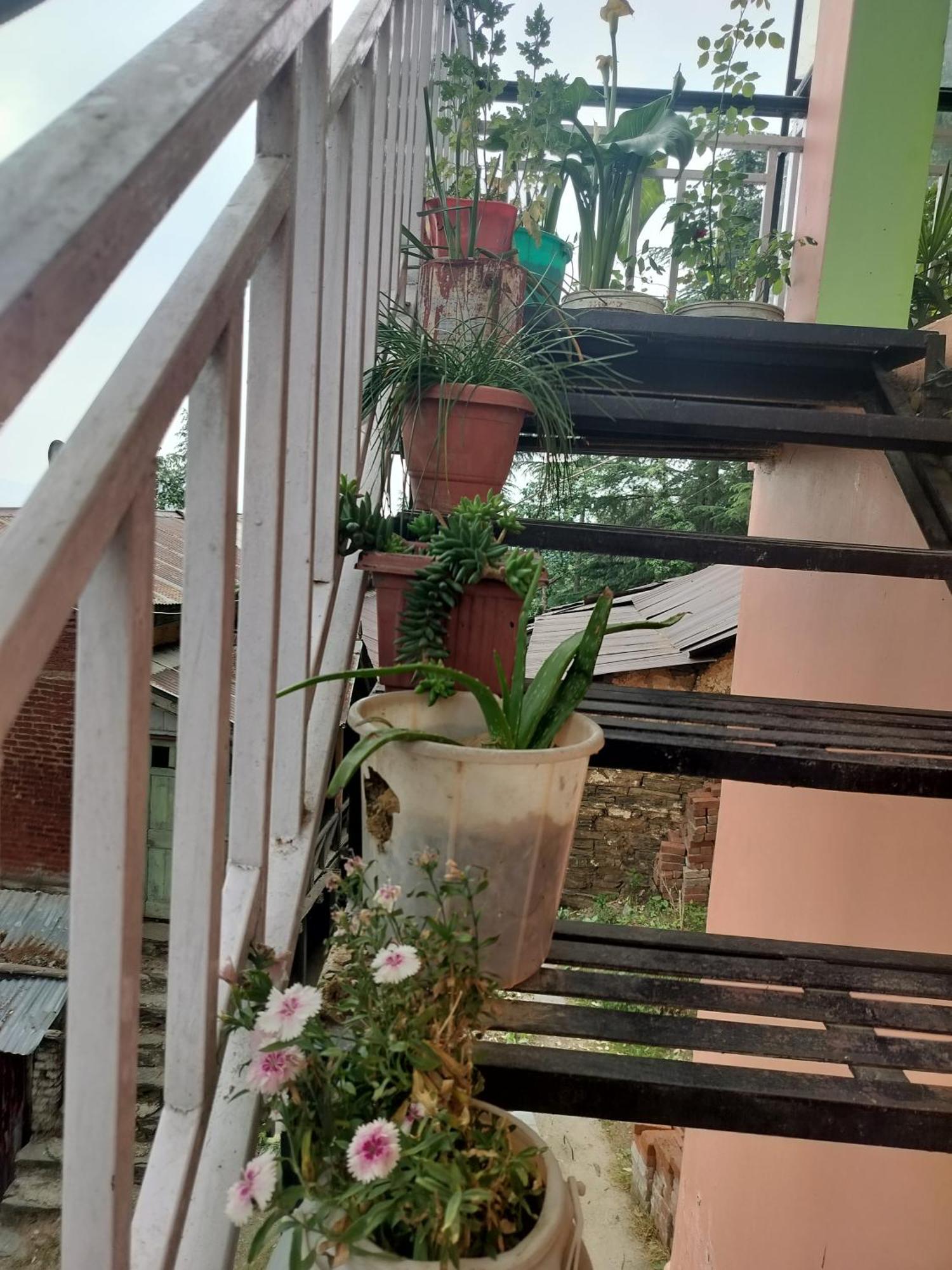 Tree Valley Homestay Чейл Экстерьер фото