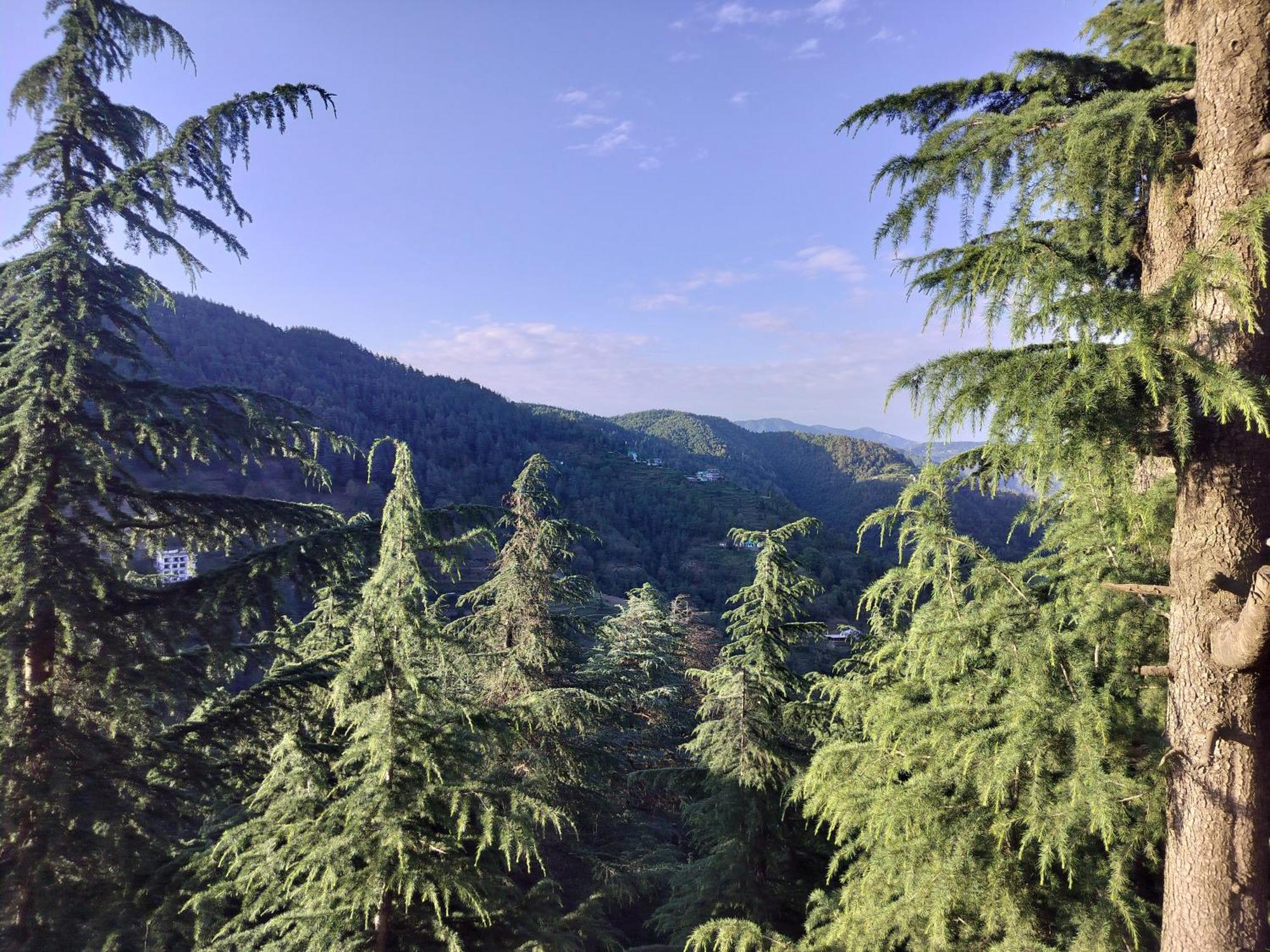Tree Valley Homestay Чейл Экстерьер фото